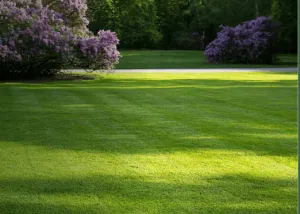 Multipurpose-lawn